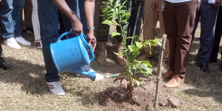 Upper West Region Targets 600,000 Trees for Green Ghana Day 2024