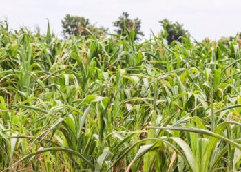 Family of Eleven Threatened by Recent Drought in Upper West