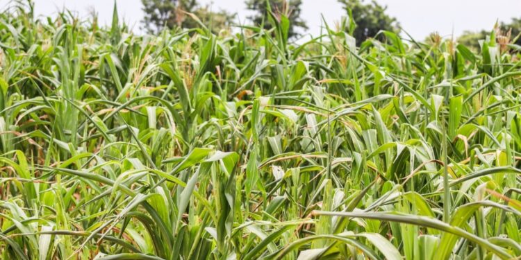 Family of Eleven Threatened by Recent Drought in Upper West