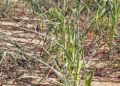 Looming Food Crises as Parts of Northern Ghana Experience Drought