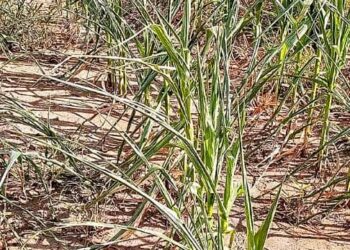 Looming Food Crises as Parts of Northern Ghana Experience Drought