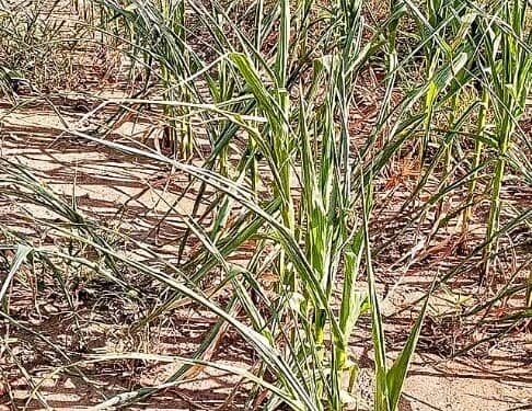 Looming Food Crises as Parts of Northern Ghana Experience Drought