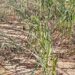 Looming Food Crises as Parts of Northern Ghana Experience Drought