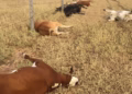 Wa East: Gunmen Kill 26 cattle in Duccie