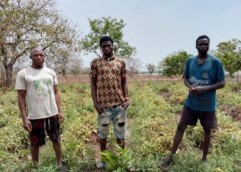 Ex-Illegal Miners Turn to Dry-Season Farming in Wa West