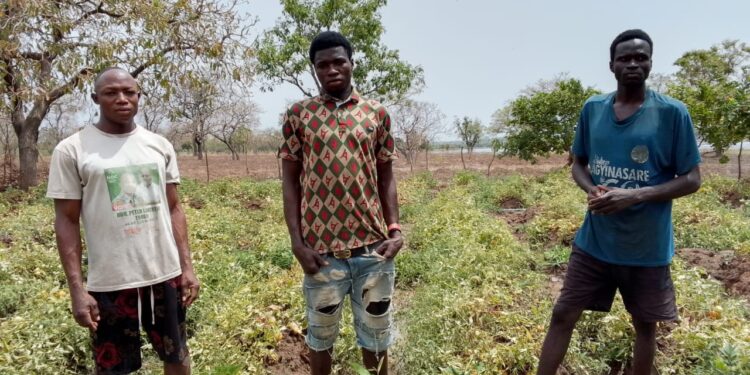Ex-Illegal Miners Turn to Dry-Season Farming in Wa West