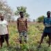 Ex-Illegal Miners Turn to Dry-Season Farming in Wa West