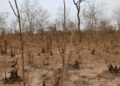 Vast Forest Loss Exposed Between Brutu and Lambussie