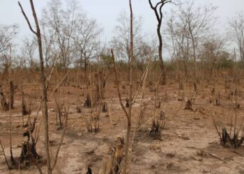 Vast Forest Loss Exposed Between Brutu and Lambussie