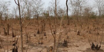 Vast Forest Loss Exposed Between Brutu and Lambussie