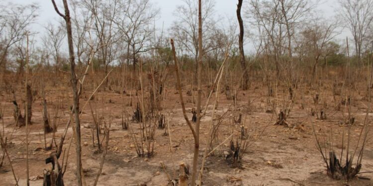Vast Forest Loss Exposed Between Brutu and Lambussie