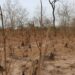 Vast Forest Loss Exposed Between Brutu and Lambussie